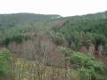pfalz_baumwipfelfad_03-2008-179