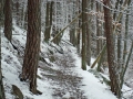 pfalz_neu-scharfeneck_03-2008-266