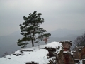 pfalz_neu-scharfeneck_03-2008-288