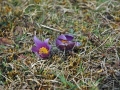 beutelay_0407-228