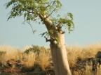 tag-07-damaraland-0348