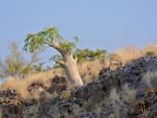 tag-07-damaraland-0350