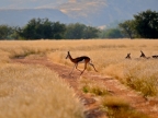 tag-07-damaraland-0351