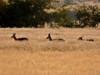 tag-07-damaraland-0354