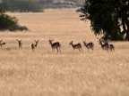 tag-07-damaraland-0355