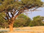 tag-07-damaraland-0364