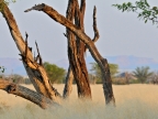 tag-07-damaraland-0366