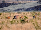 tag-07-damaraland-0370