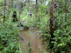 papua-2012-tag11-trekking-1186