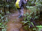 papua-2012-tag11-trekking-1223