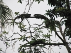 32-guayaquil-929