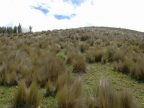 12-cotopaxi-385