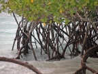 11-tortuga-bay-599