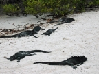 11-tortuga-bay-601