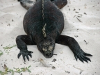 11-tortuga-bay-602