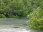 11-tortuga-bay-616