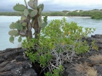 11-tortuga-bay-621