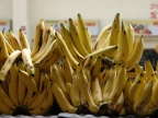 ecuador_obst_gemuese-auswahl-101