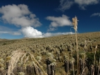07-paramo-176