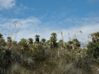 07-paramo-178