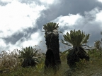 07-paramo-180