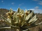 07-paramo-199