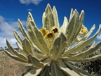 07-paramo-201