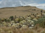 07-paramo-204
