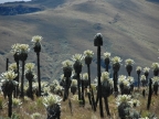 07-paramo-210