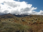 07-paramo-212