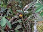 ecuador_pflanzen-auswahl-101