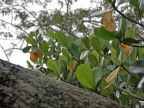 01-rio-napo-111