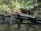 01-rio-napo-116