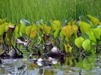 01-rio-napo-137