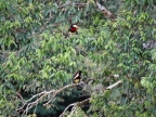 01-rio-napo-187