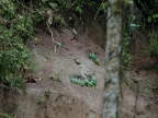 01-rio-napo-238