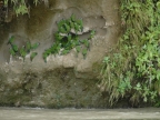 01-rio-napo-243