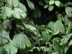 01-rio-napo-258