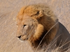 tag-10-12-etosha-0596