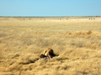 tag-10-12-etosha-0598