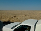 tag-10-12-etosha-0599