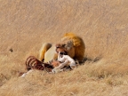 tag-10-12-etosha-0600