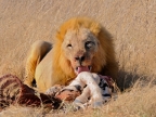 tag-10-12-etosha-0601