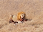 tag-10-12-etosha-0602