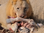 tag-10-12-etosha-0603