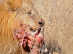 tag-10-12-etosha-0604