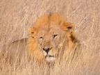 tag-10-12-etosha-0605