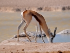 tag-10-12-etosha-0607