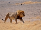 tag-10-12-etosha-0608