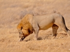 tag-10-12-etosha-0610